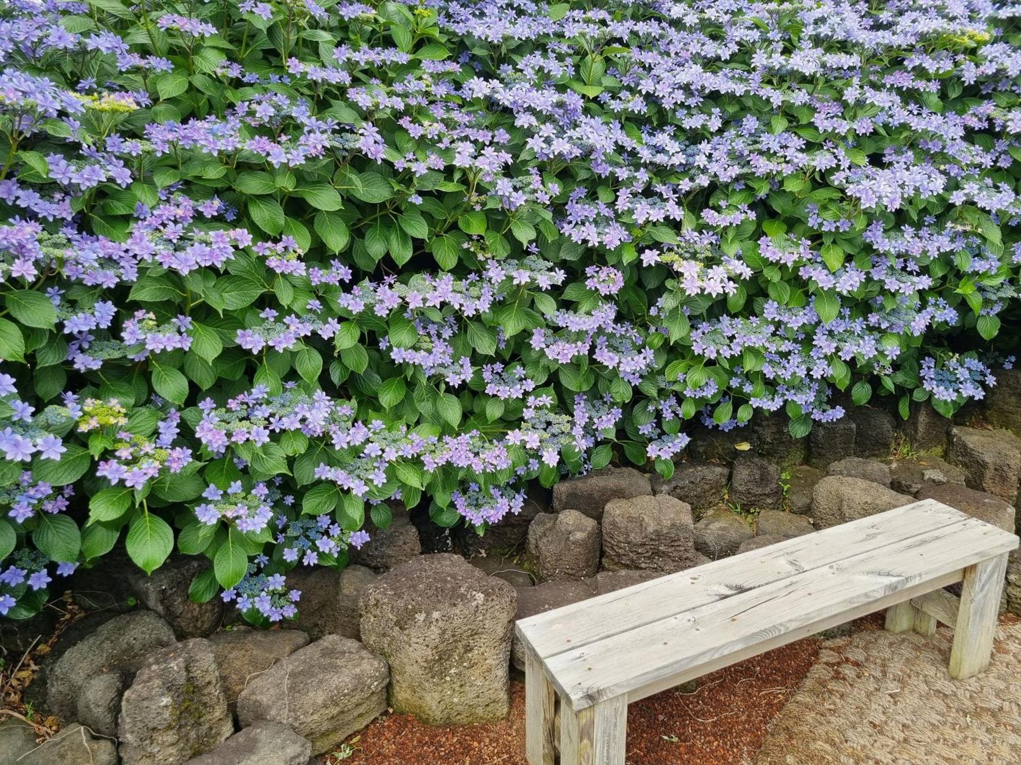 Haeansung Pension Seogwipo Cameră foto